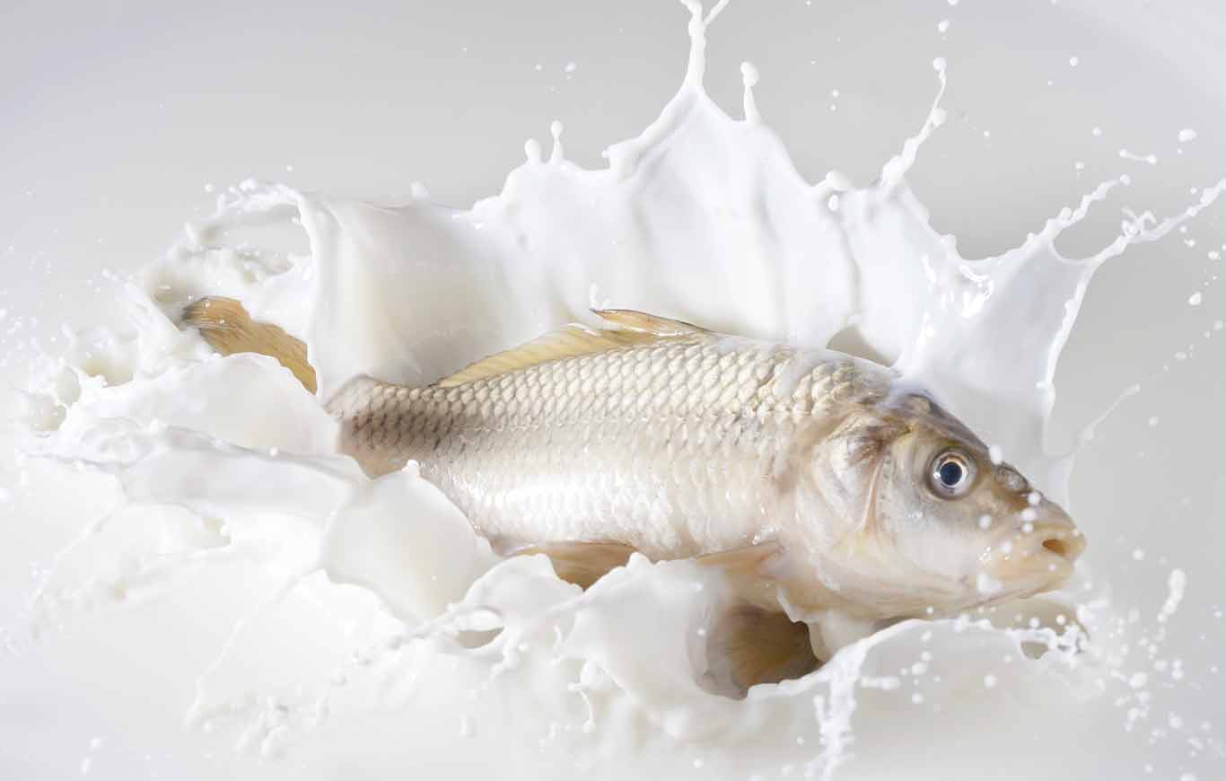 Drinking Milk With Fish Is Harmful of Not - Theglobepress